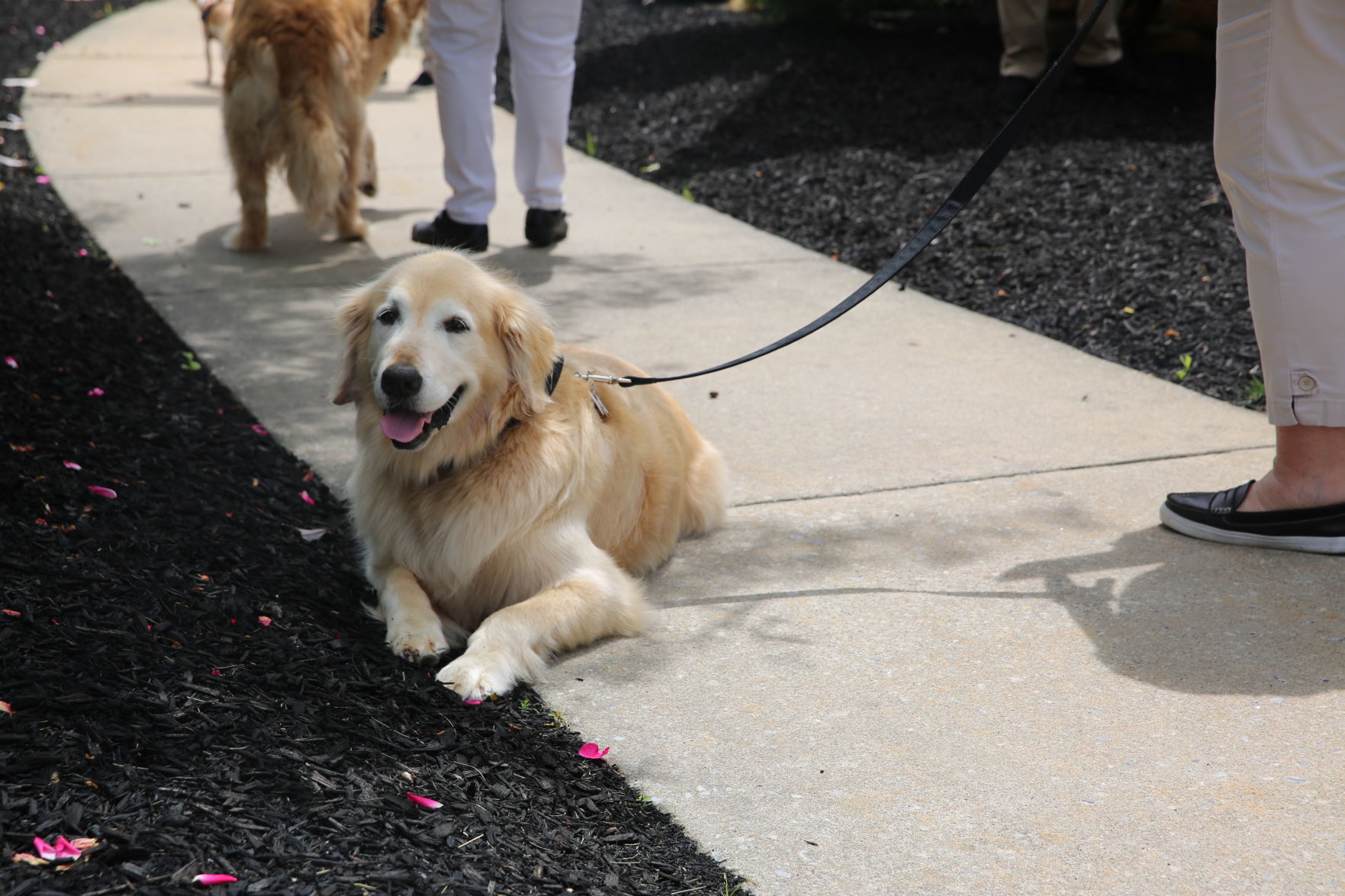 Therapy dogs